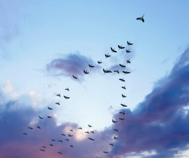 XL migrating canada geese
